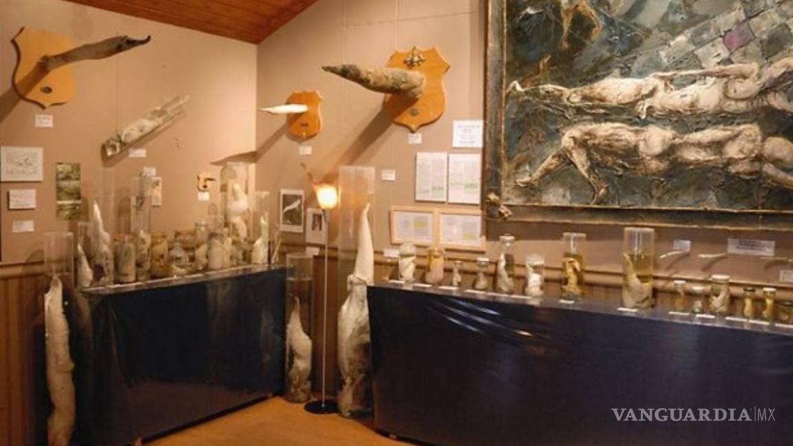 $!En el museo del pene de Reikiavik, el tamaño no importa