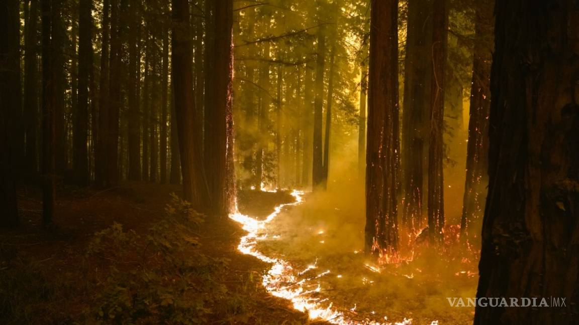 $!Incendios en California dejan 6 muertos, miles de casas en peligro