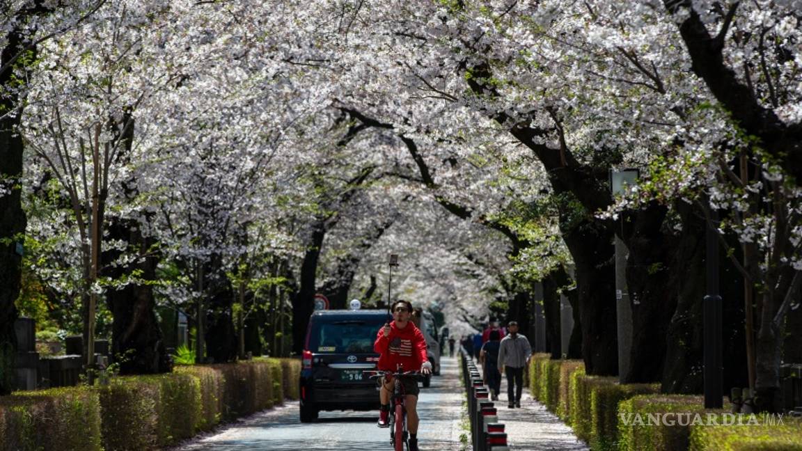 $!Rápida floración de los cerezos bate récords en Japón, creen que es por el cambio climático