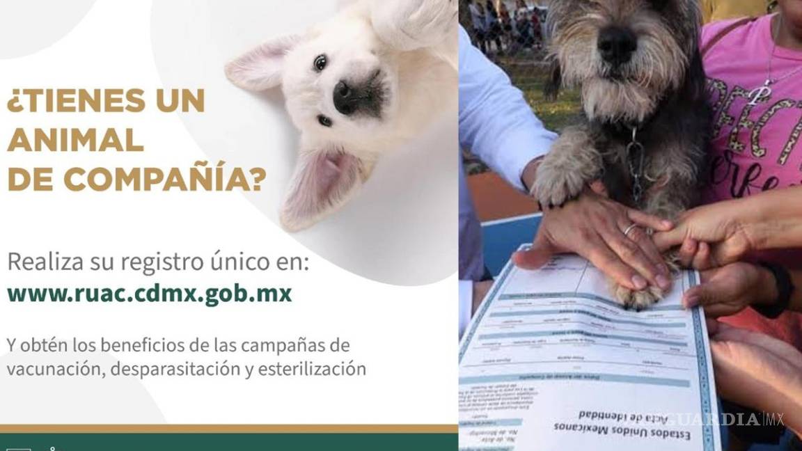 ¿CURP y acta de nacimiento para mascotas?... qué estados cuentan con registro para reconocerlas legalmente y erradicar el maltrato animal