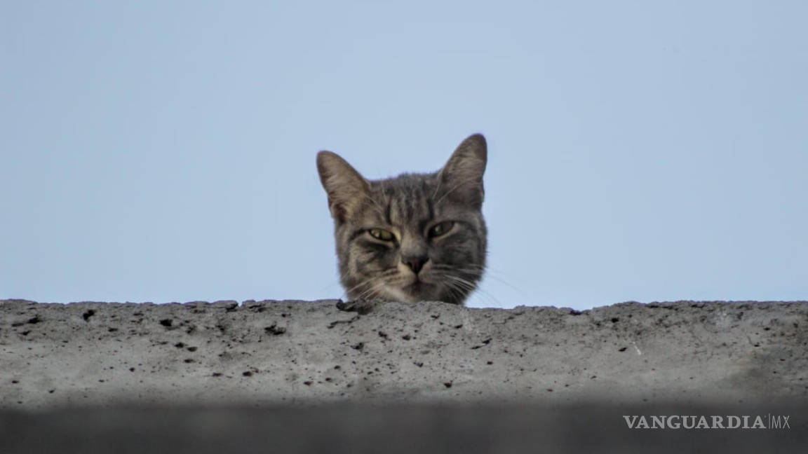 Rescatan a gatito del Distribuidor Vial el Sarape