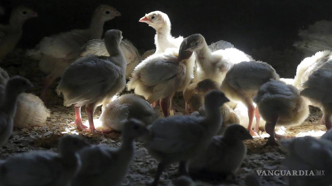 Confirma EU primer caso de gripe aviar en humano