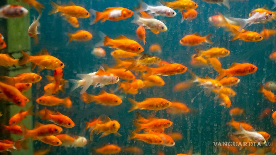 $!El peligro de liberar peces dorados al mar