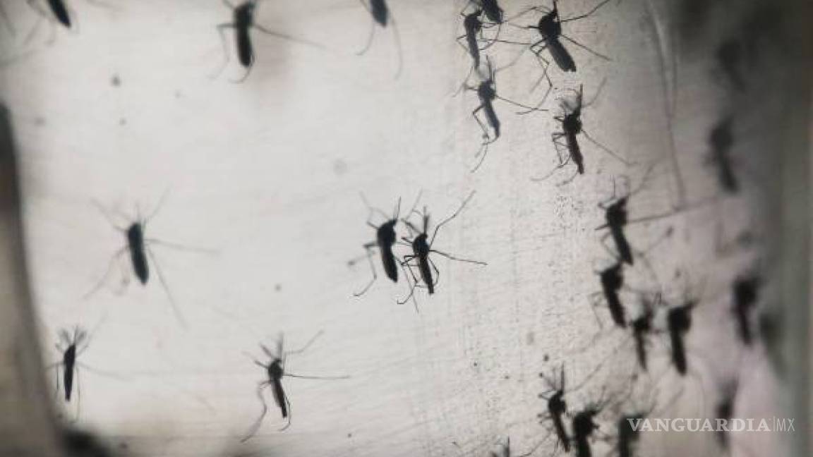 Jalisco registra al menos 37 muertos por virus del dengue