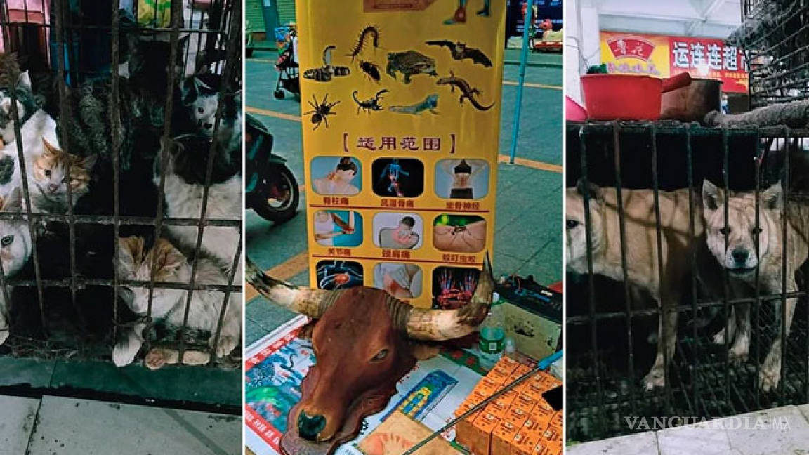 En China siguen vendiendo murciélagos... y perros, gatos y otros animales para comer