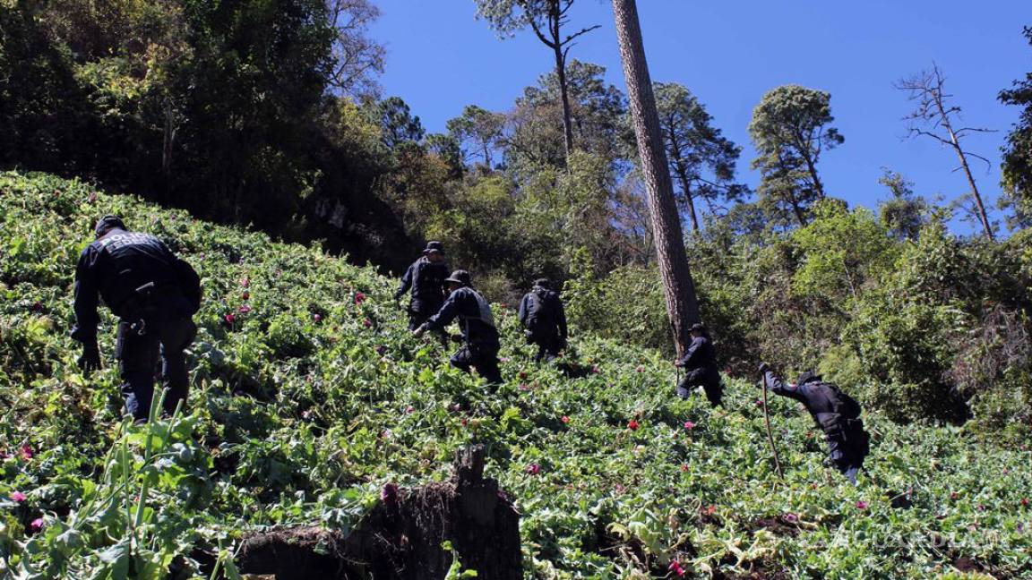 Destruyen plantíos de amapola en Guerrero