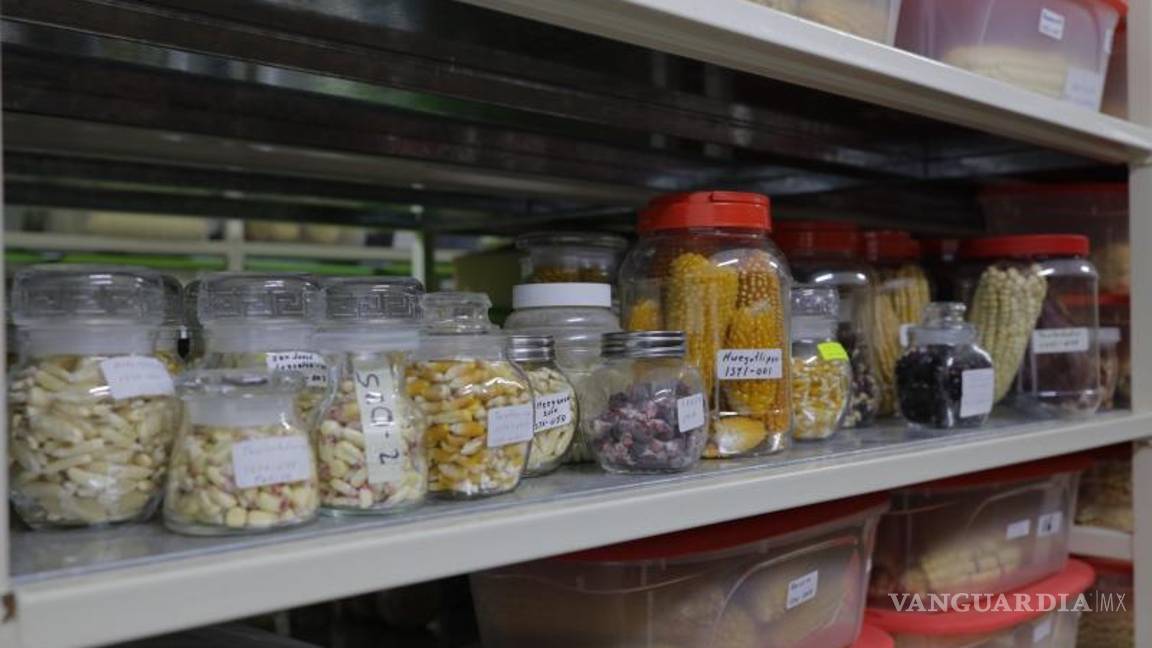 $!El maíz es una planta milenaria que ha sido fundamental en la alimentación de las sociedades de México.