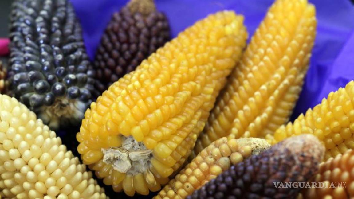La fortuna de tener un Banco de Germoplasma: UAAAN resguarda más de 200 especies de maíz, entre otras plantas