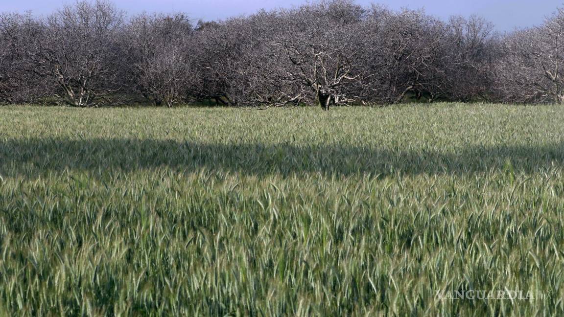 Exentan en 2025 aranceles a la importación de trigo y fertilizantes