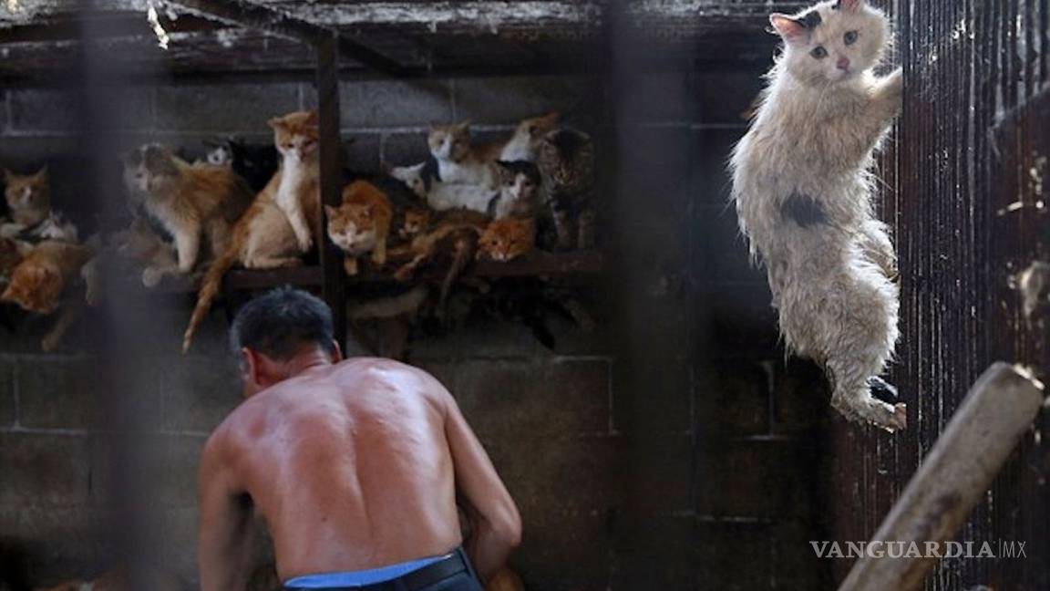 Atrapan a hombre con 500 gatos en China; iba a venderlos a restaurantes