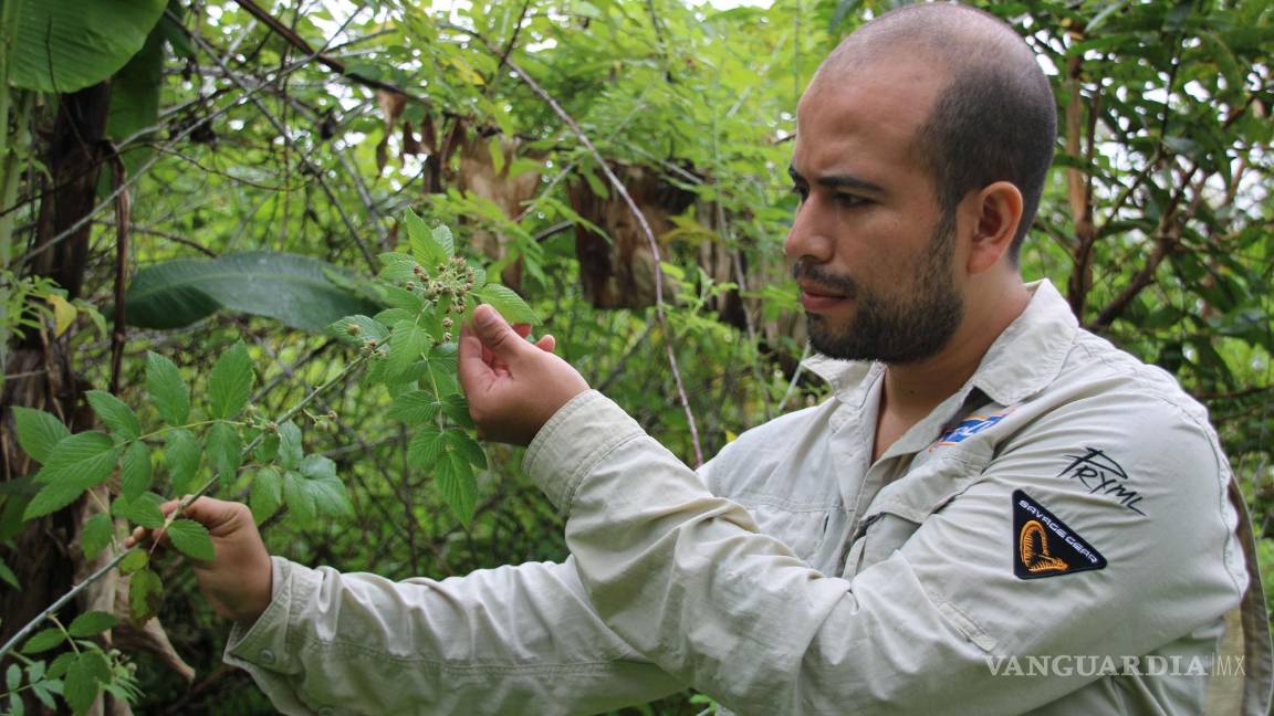$!Diego Ortiz, investigador de ecología y biología molecular de la Universidad San Francisco de Quito (USFQ), habla con Efe durante una entrevista delante de un manto de mora en una hacienda en la parte alta de la Isla San Cristóbal, en el archipiélago de Galapágos (Ecuador). EFE/Elías L. Benarroch