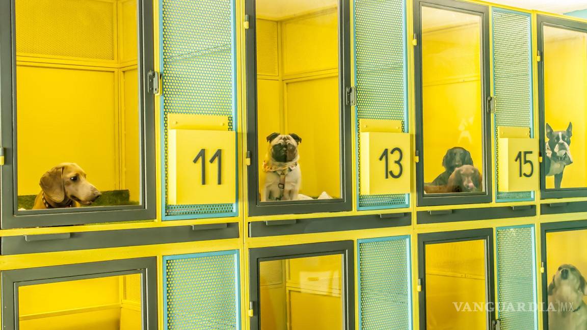 Guardería para mascotas en Acuña con un 100% de ocupación; ofrecen alivio y seguridad a sus dueños