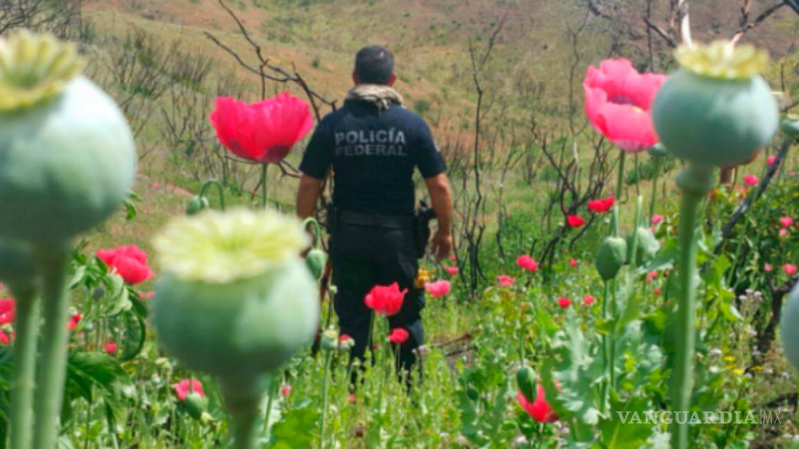 Respalda ONU posible amnistía a productores de amapola en México