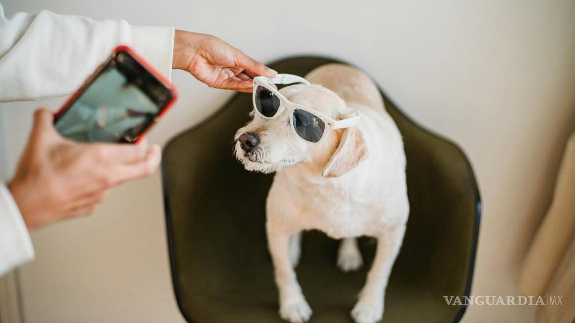 ¿Qué tan bueno o malo es? ‘Petfluencers’, cuando los animales triunfan en las redes sociales