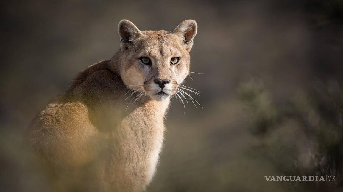 $!Campesinos cazaron y sacrificaron a un puma en Cacahoatán, Chiapas