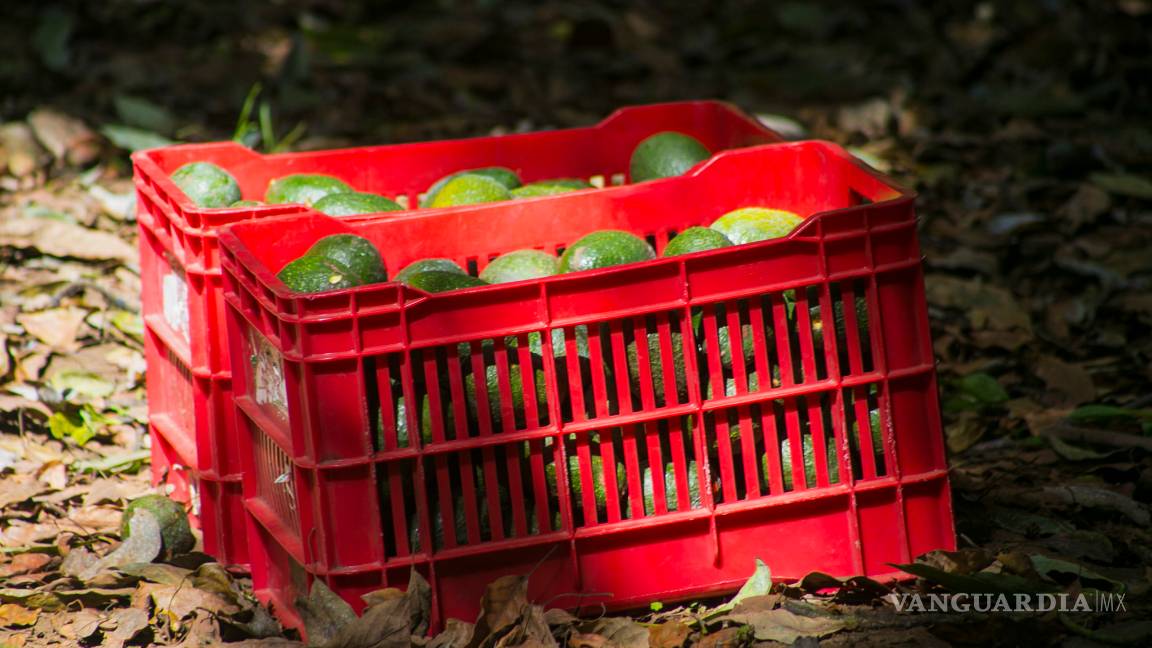 $!El aguacate mexicano sigue luchando contra el narco
