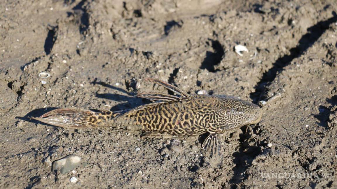 Plaga de “Pez Diablo” ataca las escasas aguas de La Presa de la Boca