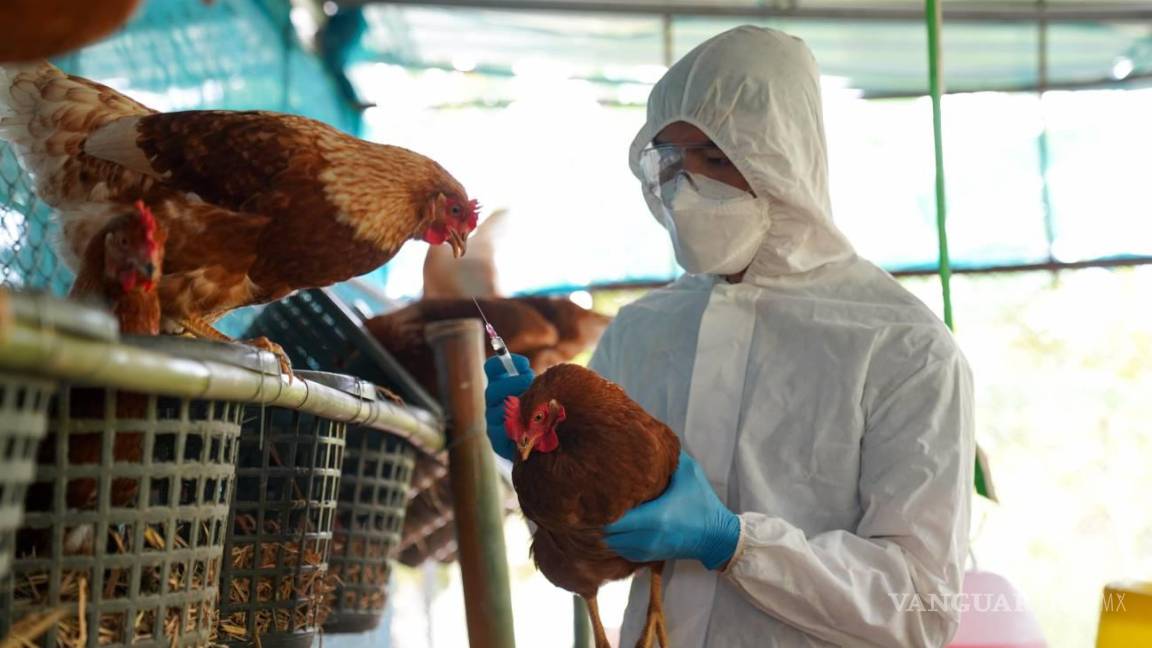 Alerta por virus H5N1... ya son 12 los países de América con casos de gripe aviar, candidato a la próxima pandemia