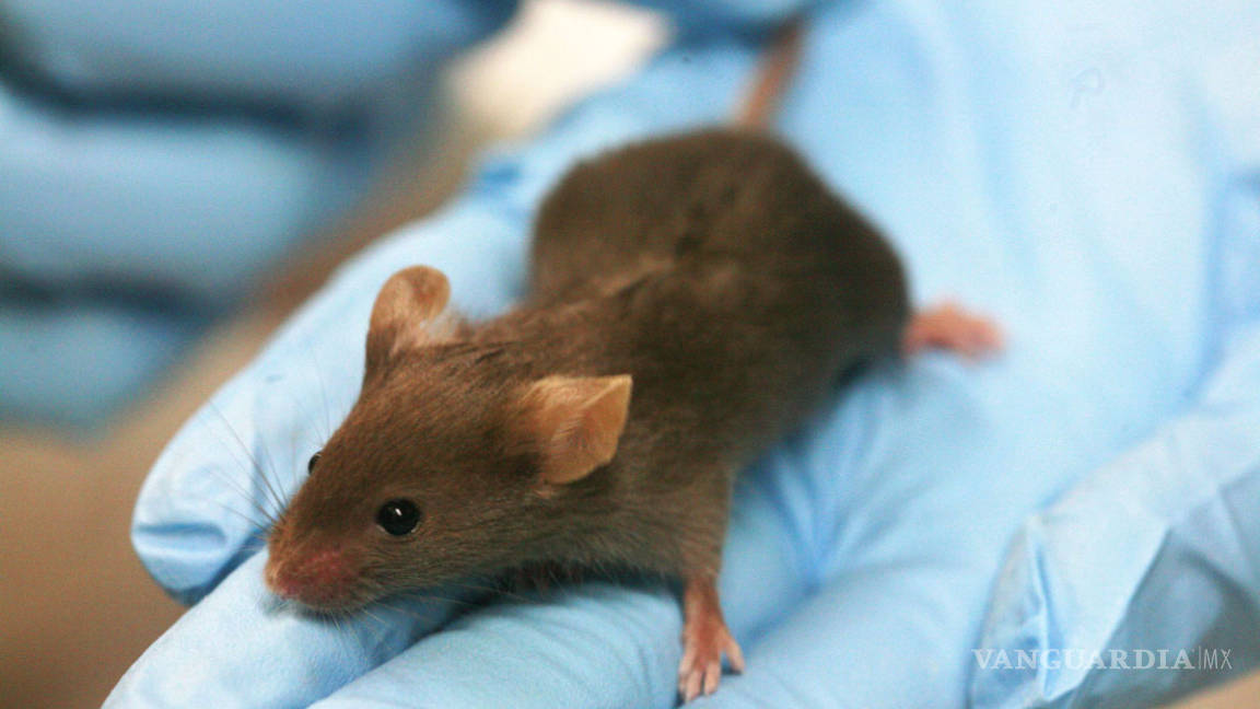 Ratonas estériles logran dar a luz con ovario impreso en 3D