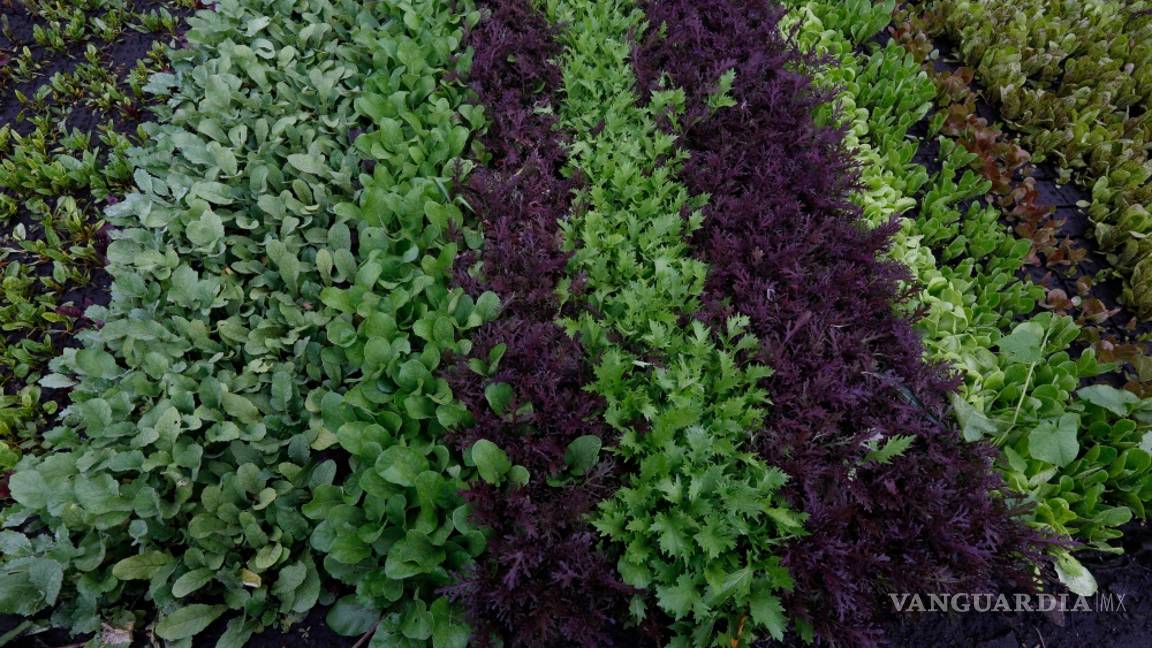 $!Chinampas unen a cocineros y a granjeros