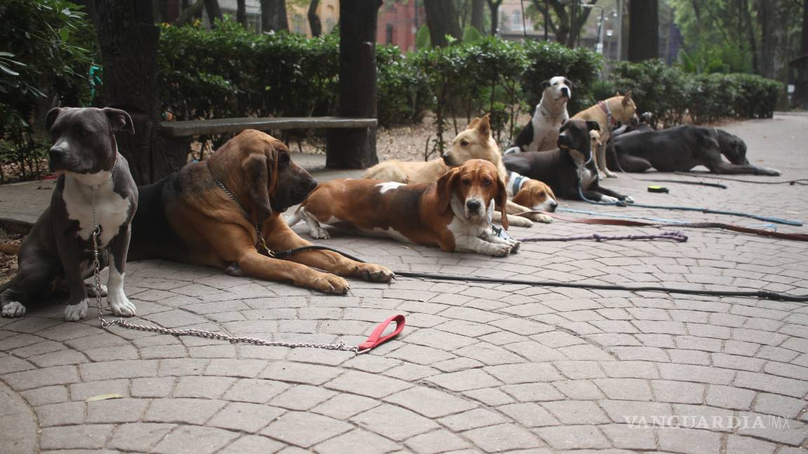 $!Crean aplicación para controlar población canina