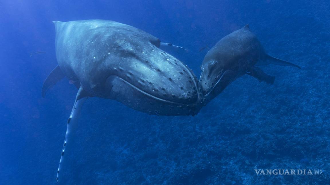 $!Una ballena jorobada y su cría en Rurutu, Polinesia Francesa, en septiembre de 2022.