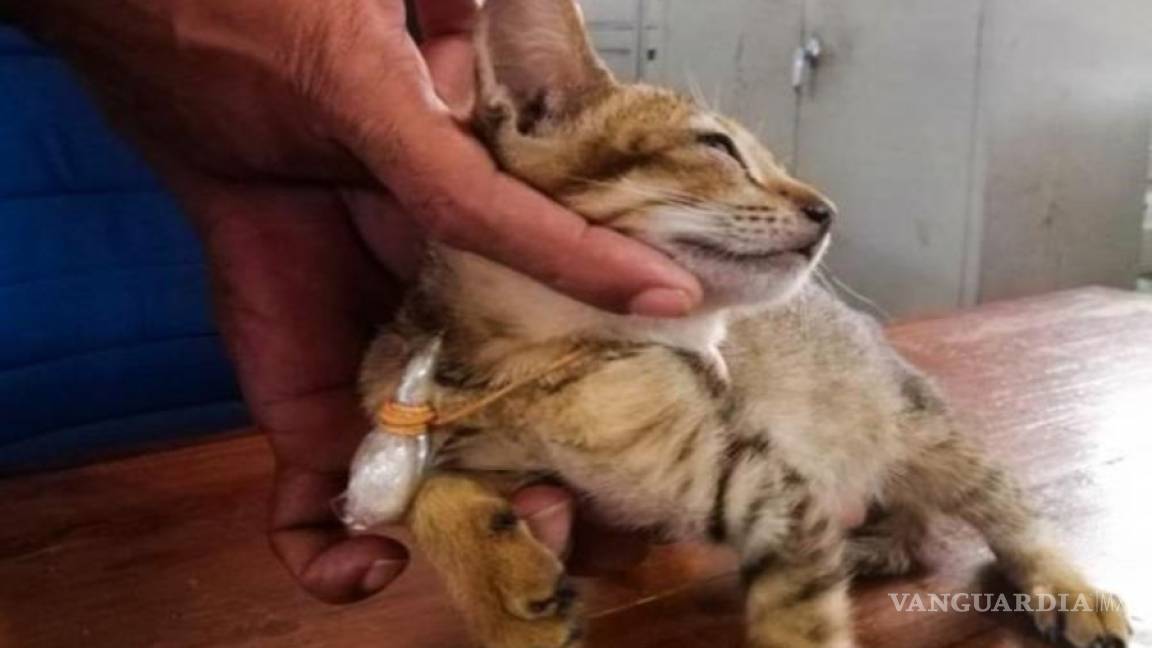'Narco gato' escapó de prisión de alta seguridad