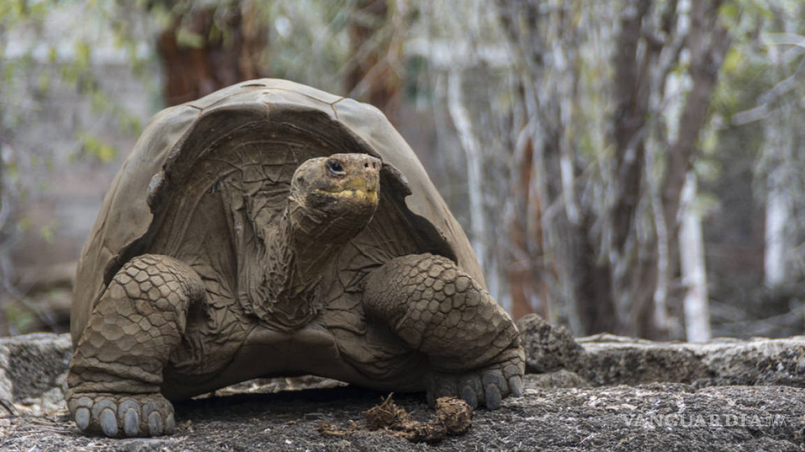Logran recuperar especie extinta de tortuga gigante en Galápagos
