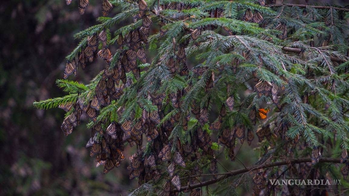 Nevada afecta al santuario de la mariposa monarca