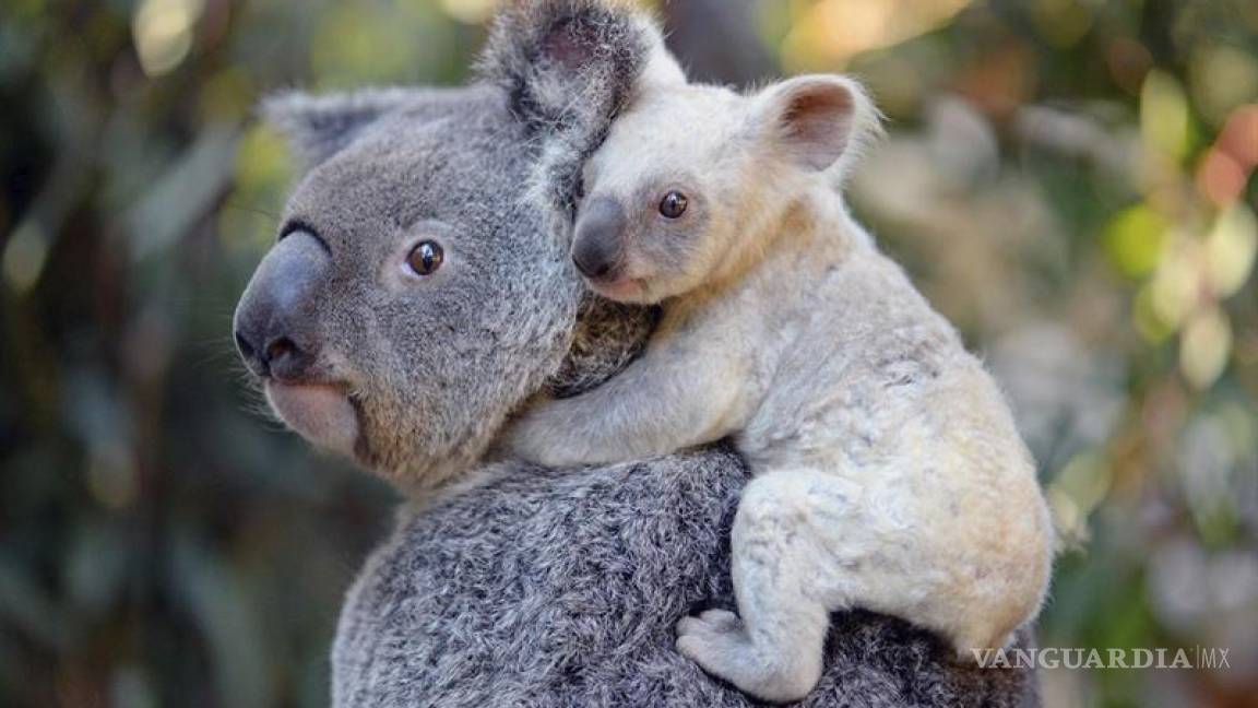 Nace una koala blanca en un zoológico de Australia