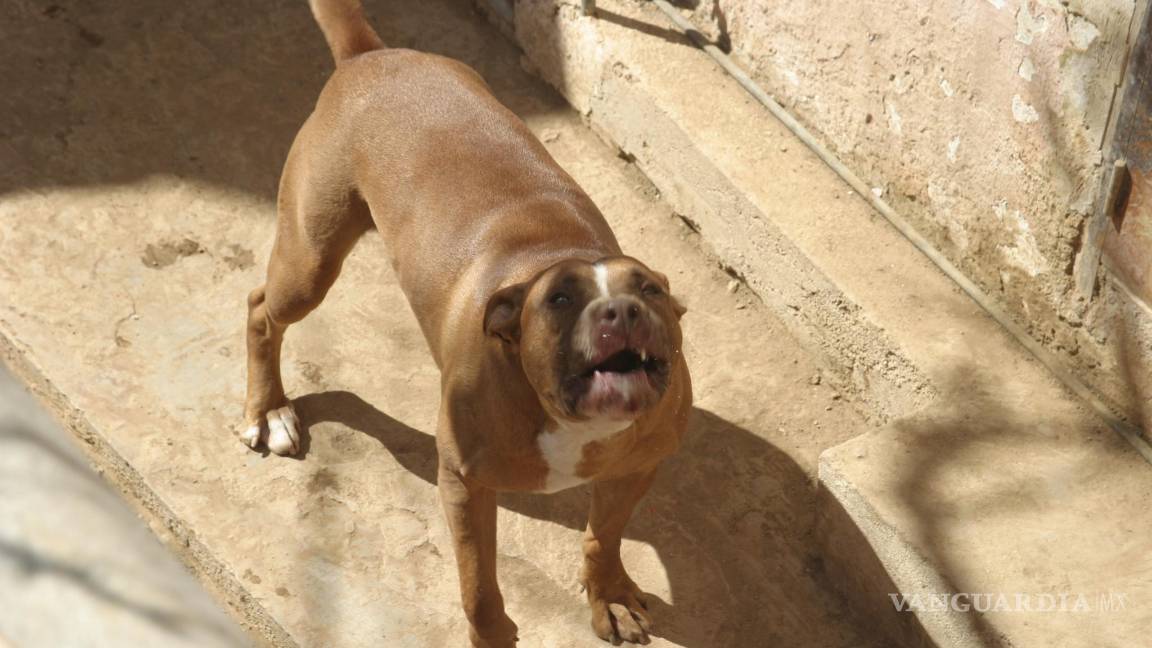 $!Ataque de pitbull deja al borde de la muerte a bebé en Saltillo