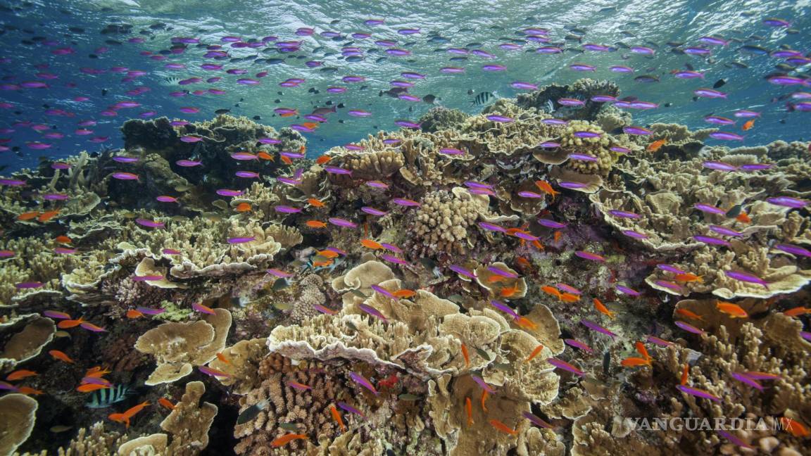 La Gran Barrera de Coral de Australia está sufriendo un blanqueamiento severo