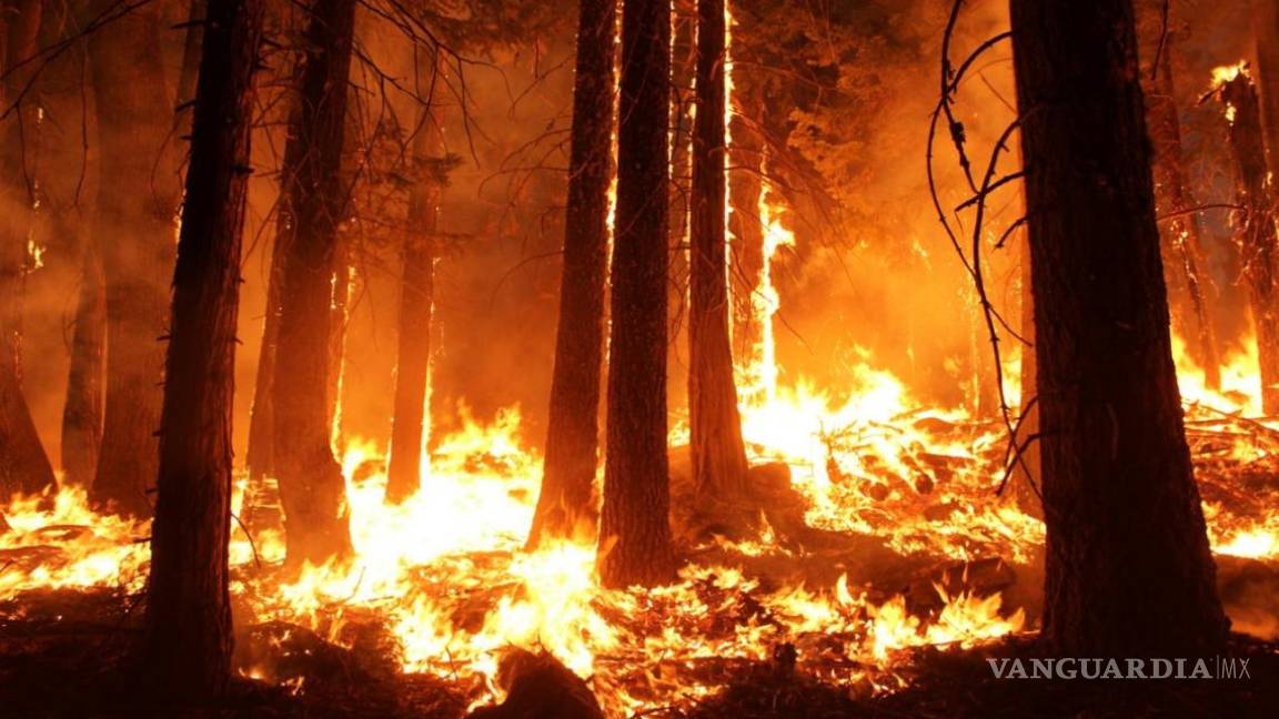 ¡Atención! Temporada de inciendios forestales a la vista