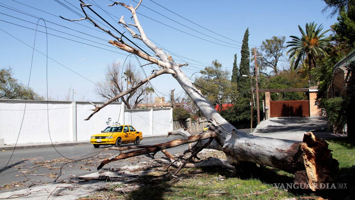 $!Arboles caídos, apagones y más daños provoca el viento de Saltillo