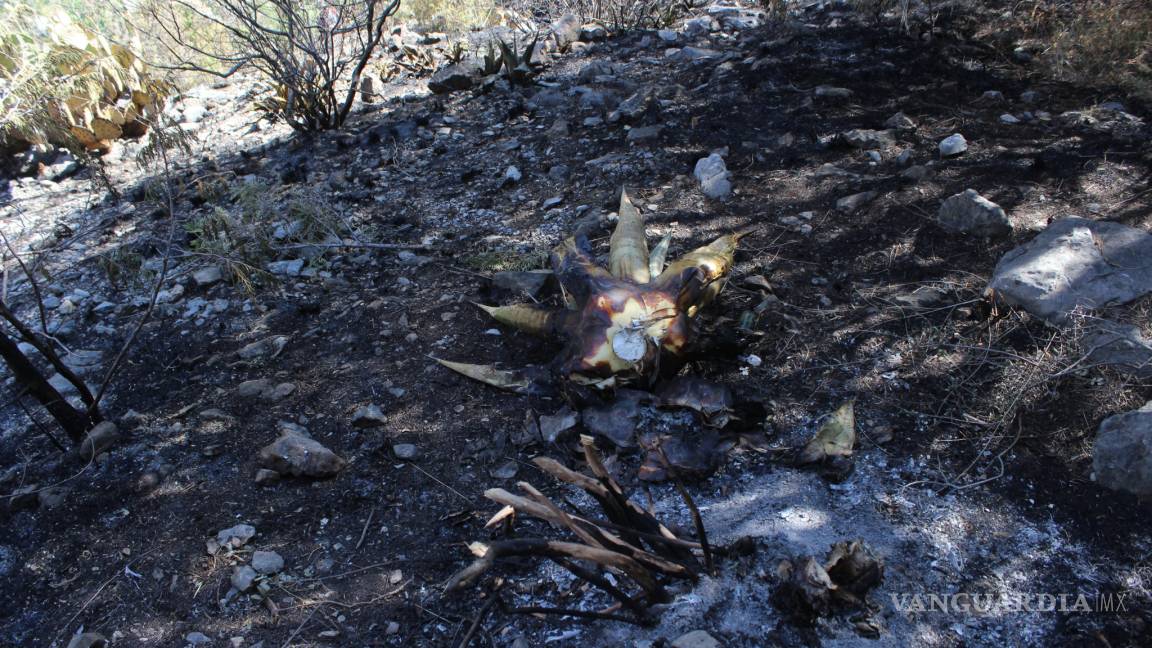 Suman 22 incendios forestales en Coahuila en lo que va del año