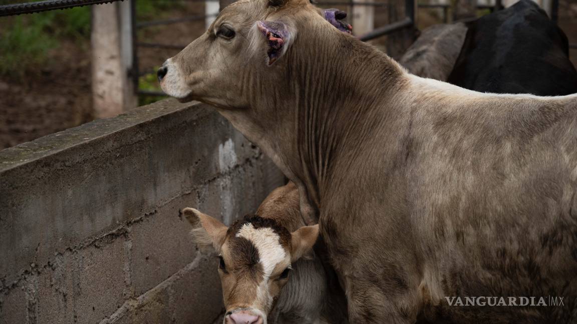 $!Secretaría de Salud aclara causa de muerte de mujer en Campeche relacionada con gusano barrenador