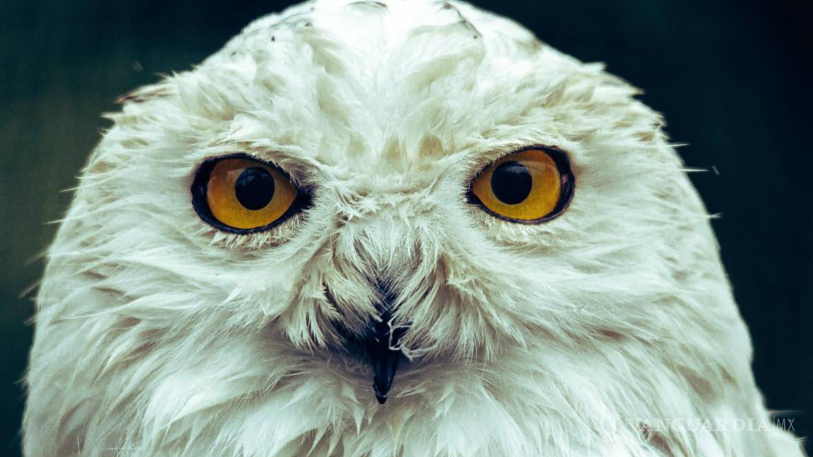$!Gizmo fue la lechuza que tuvo una mayor participación en el filme.