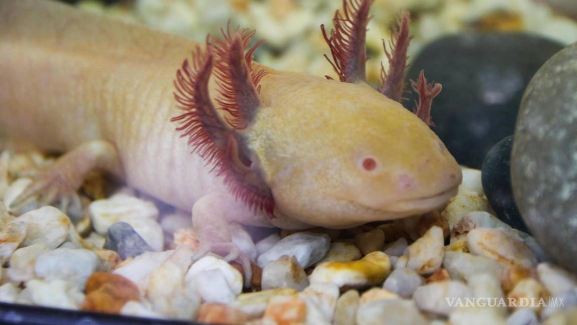 $!Un acuario con ajolotes en la Utopía Libertad de Iztapalapa.