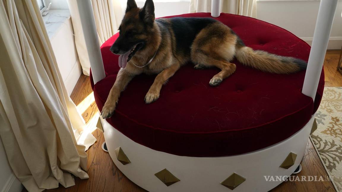 Gunther VI, perro más rico del mundo vende casa en MIami por casi 32 mdd