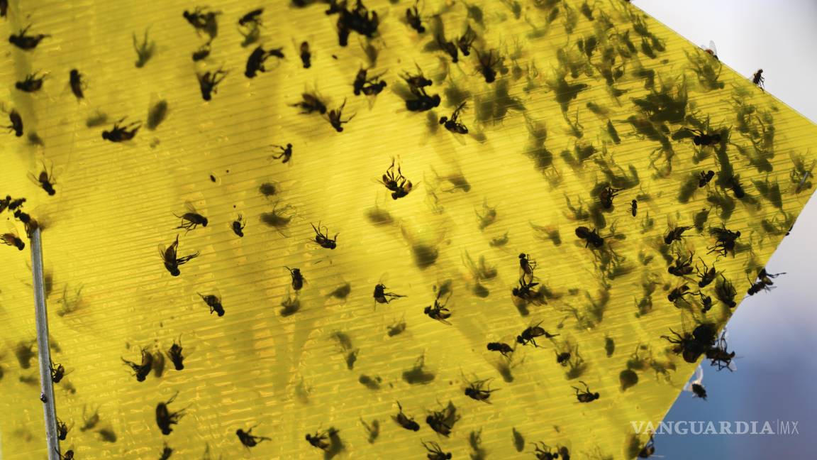 $!Moscas de diversas especies yacen en una trampa cerca de los corrales de una subasta de ganado en Hermosillo, Sonora, México.