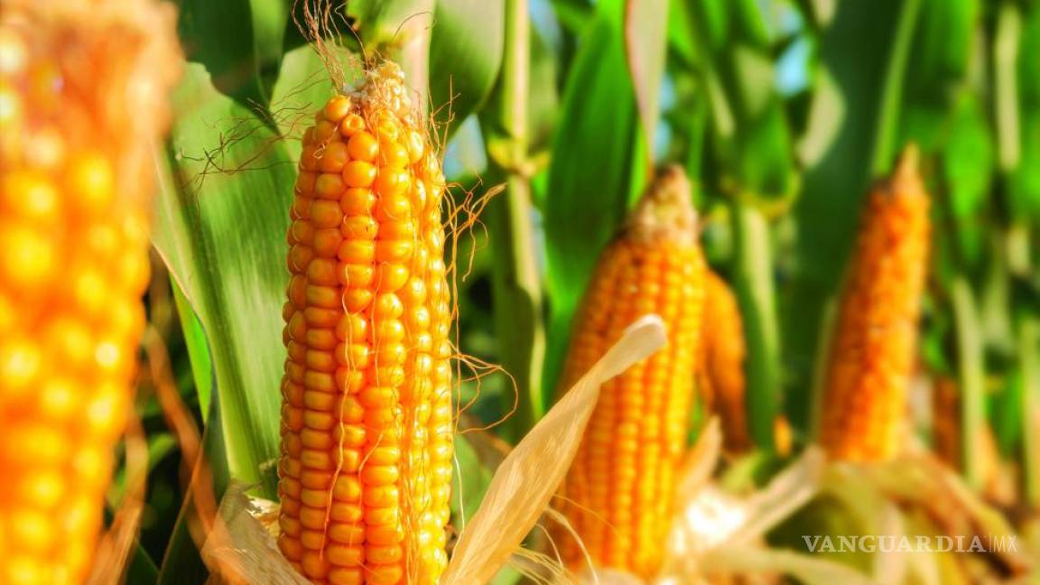 ¿Otro ‘choque’ comercial?, EU presionaría a México en T-MEC por prohibir maíz transgénico