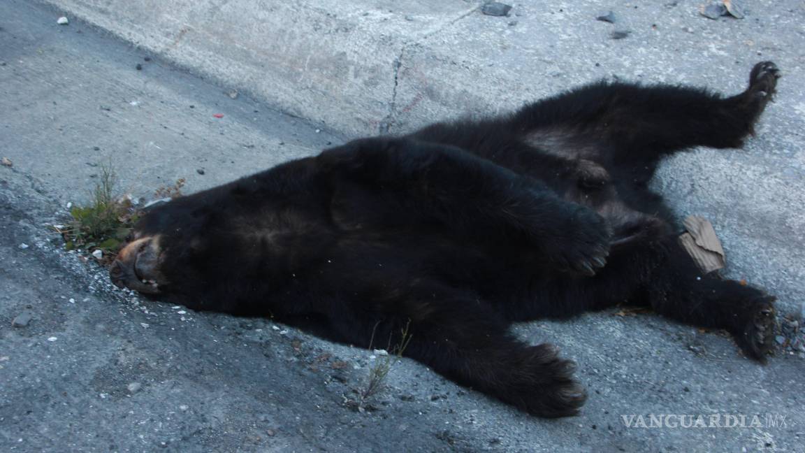 $!Encuentran muerto a oso negro en carretera a Los Chorros