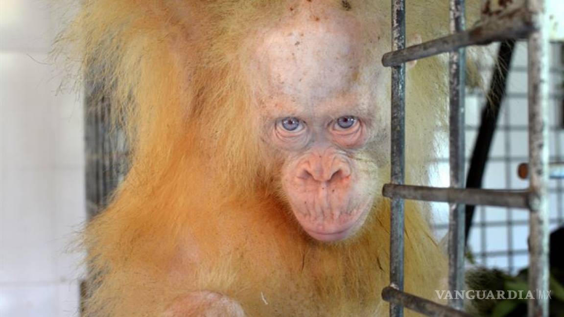 Una orangutana albina de Indonesia recibe el nombre de “Alba&quot;