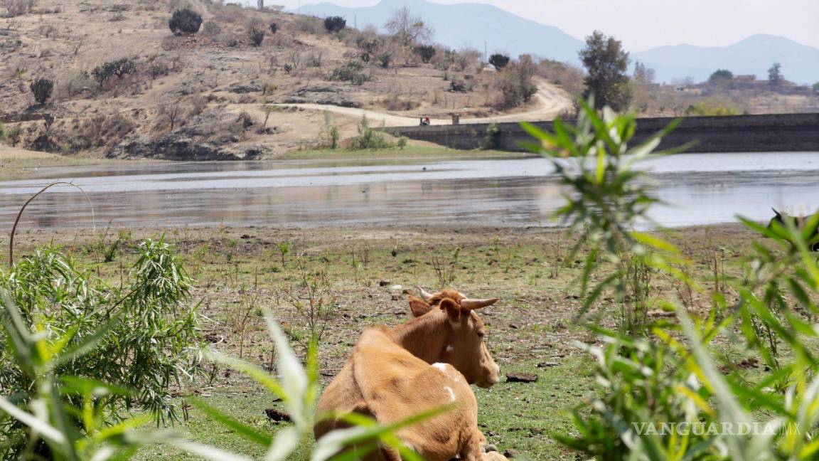$!Estados Unidos busca establecer un plan integral con México para evitar que el gusano barrenador llegue a los hatos ganaderos del norte y cruce la frontera.