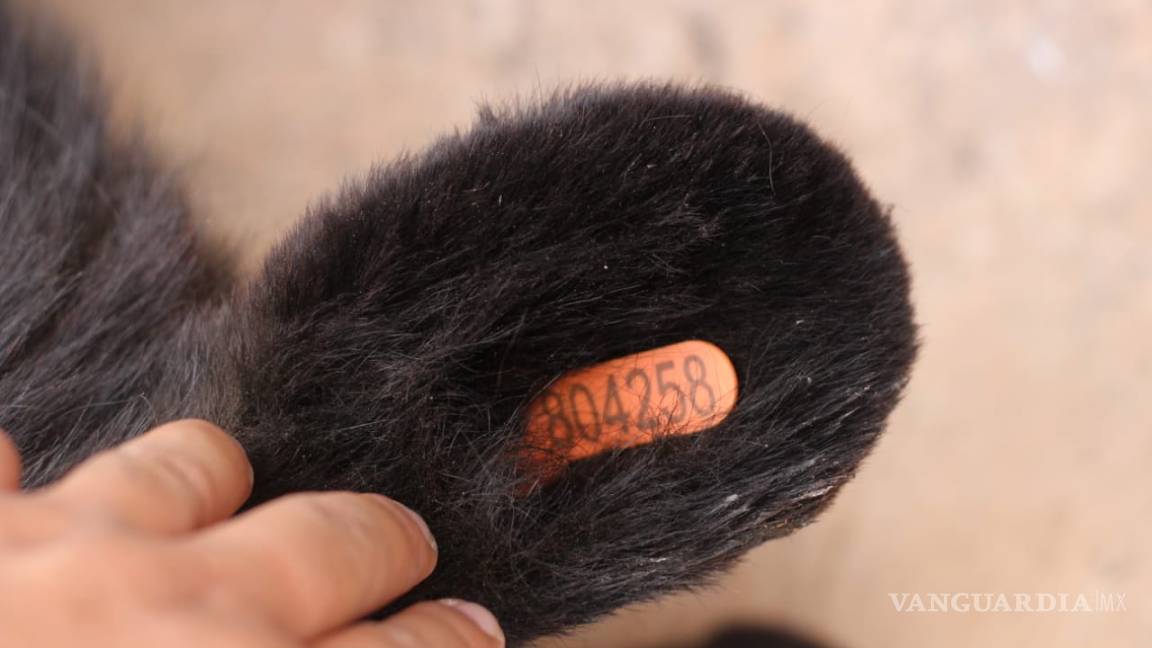 $!Localizan oso negro muerto sobre carretera 57; será usado con fines científicos