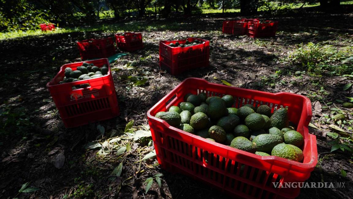 Exponen plan para exportar aguacate; productores y gobierno de Michoacán se reúnen con EU