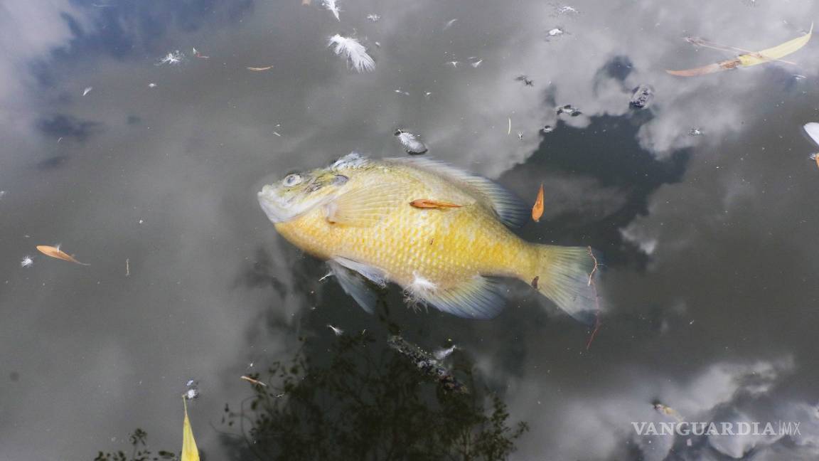 $!Denuncian sobrepoblación de fauna y contaminación en el lago de la Ciudad Deportiva de Saltillo