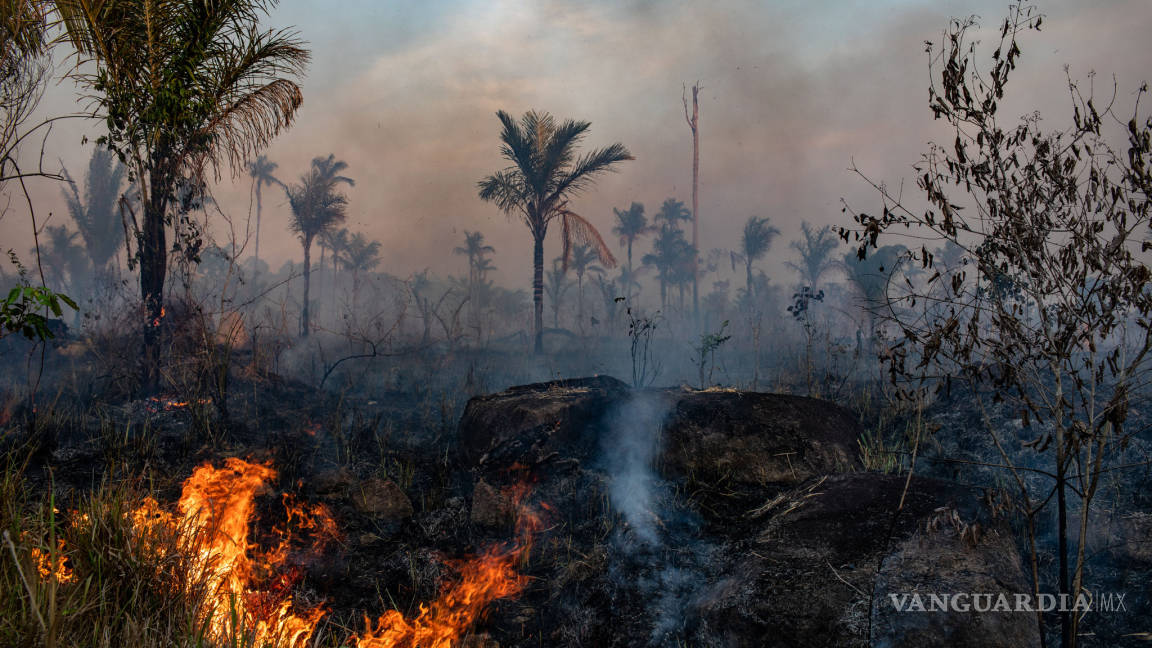Aumenta la deforestación en la Amazonía a medida que la pandemia obstaculiza su protección