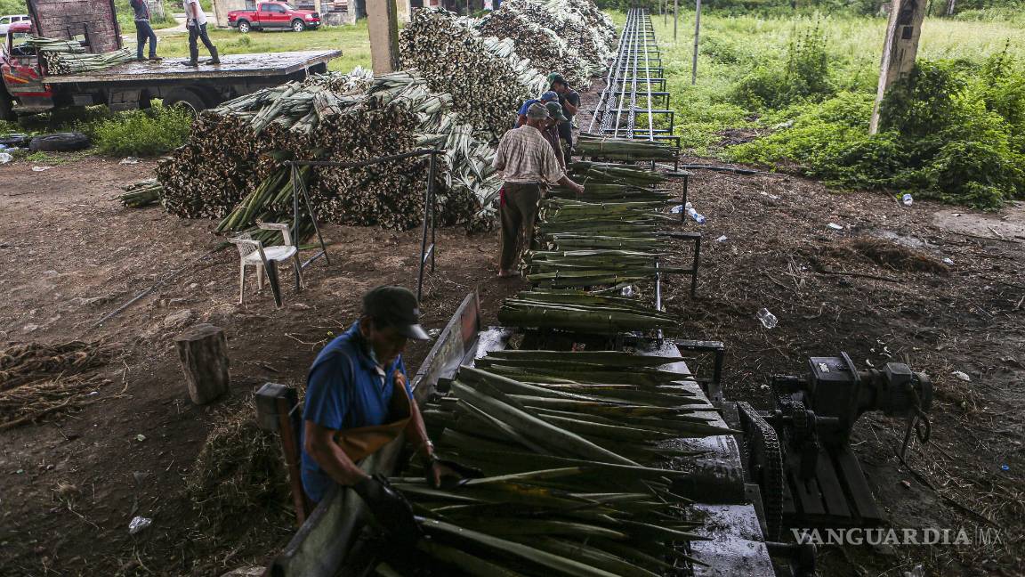 $!Trabajadores laboran en una planta procesadora de henequén en el municipio de Telchac Pueblo, Yucatán (México).