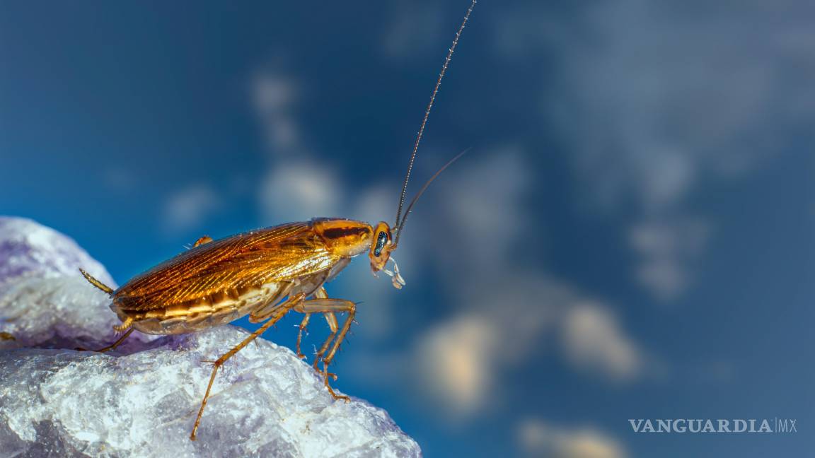 $!¡Adiós cucarachas! Remedios caseros y productos para erradicar una plaga